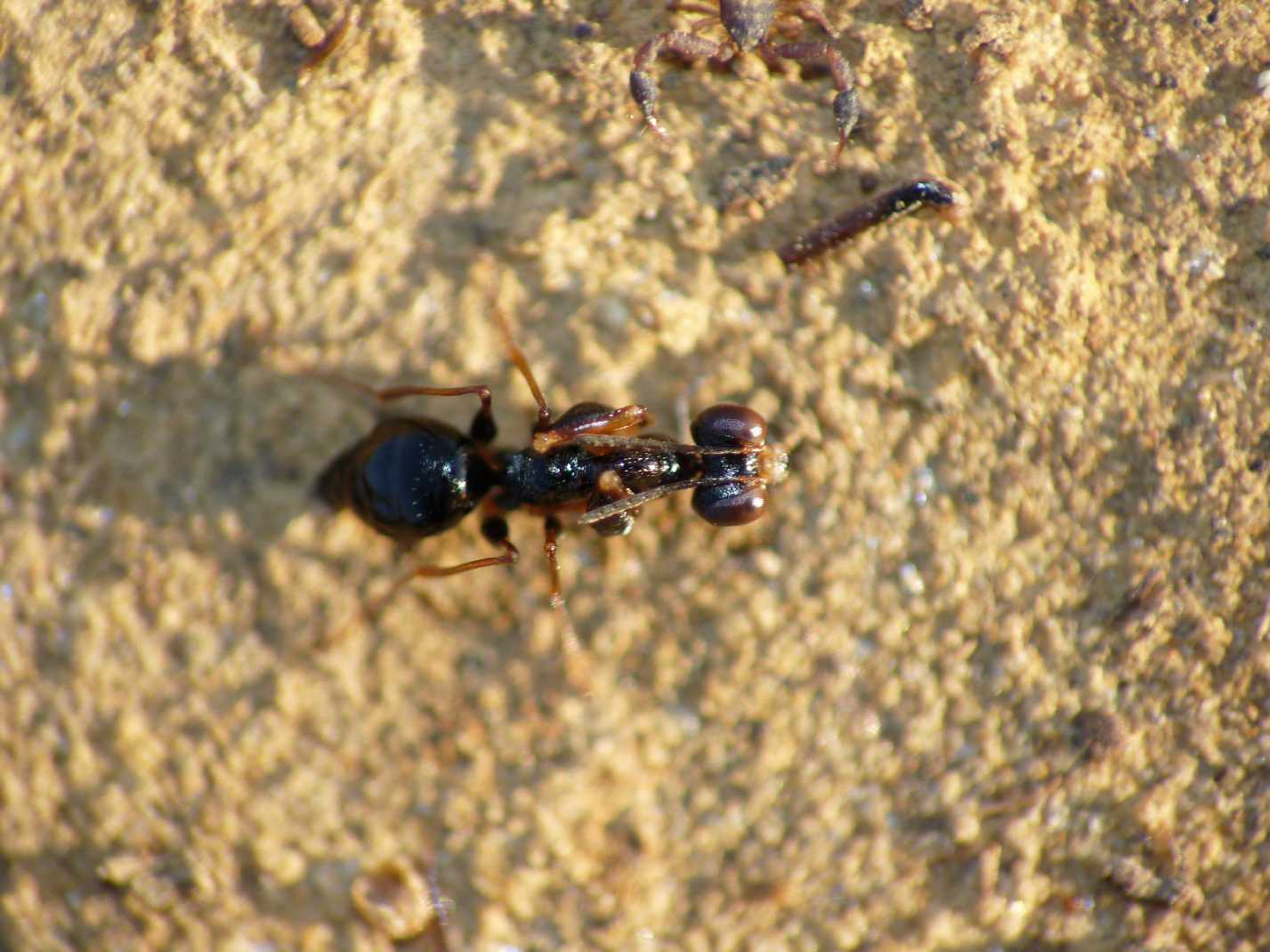 Insettino veramente strano Gonatopus cfr clavipes(Dryinidae)